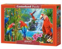2000 darabos kirakó - Papagáj találkozó