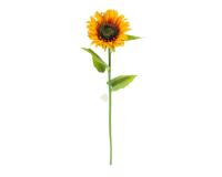 Napraforgó - 80 cm