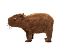 Kapibara plüss kabalafigura 33cm