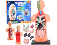 Anatómiai modell EMBERI TEST - 11 darabos